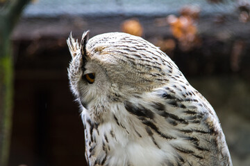 Eurasian eagle-owl.