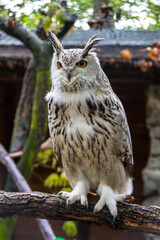 Eurasian eagle-owl.