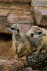 Meerkats on log.