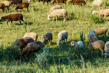 Flock of sheeps grazing on the meadow at summer