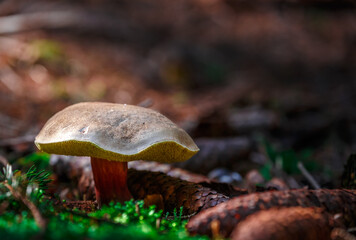 Xerocomellus chrysenteron.