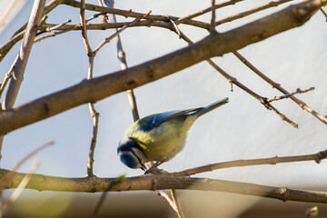 Great tit on branch.