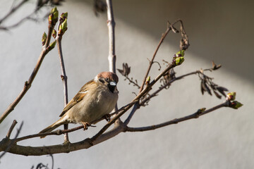 Eurasian tree sparrow on branch.