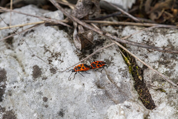 Pyrrhocoris apterus on rock.