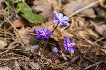 Anemone hepatica.