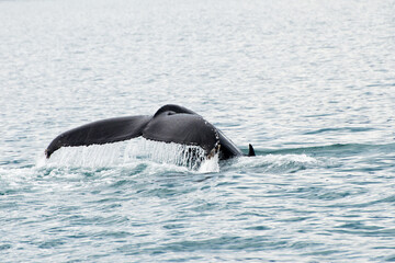 Tail of a humpback whale coming out of water, Iceland
