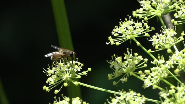Bee collects nectar from flowering umbel of wild angelica (Angelica sylvestris)