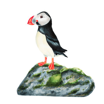 recommend clip art: Watercolor puffin bird on a big stone with moss isolated on white background. For designers, decoration, postcards, wrapping paper, scrapbooking, covers, logos, invitations, posters and textile