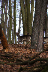 Fallow deers in forest.