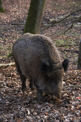 Wild boar.