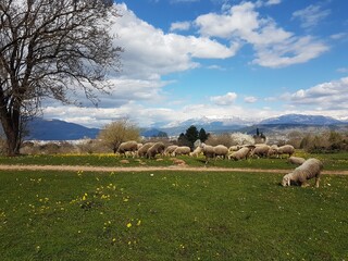 Fototapeta premium sheeps on meadow in spring season green grass in ioannina greece