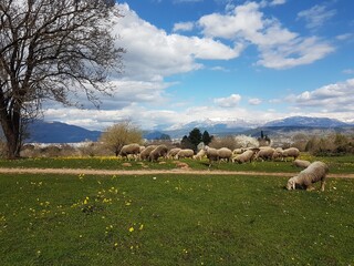 sheeps on meadow in spring season green grass in ioannina greece