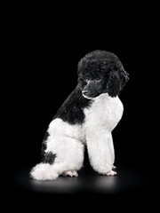 Portrait of black and white poodle