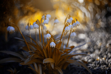 Kwitnące przebiśniegi, wiosenne białe kwiaty w słoneczny dzień, na leśnej polanie.  © anettastar