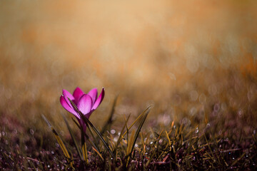 Malinowe płatki wiosennego krokusa. Kwiaty na trawniku. Krokusy, różowe wiosenne kwiaty na łące z kwitnącymi krokusami w słoneczny dzień - obrazy, fototapety, plakaty