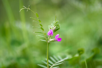 flowers in the meadow
