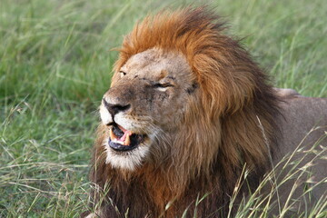 Portrait of a smiling lion with huge mane