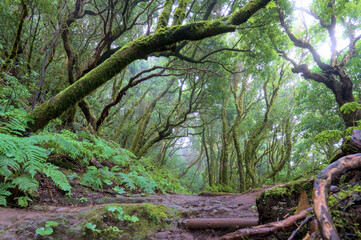 Fototapeta premium Beautiful green enchanted forest. Ancient woods. Magical teal rain forest. 