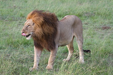 Close-up of a lion standig on green grass