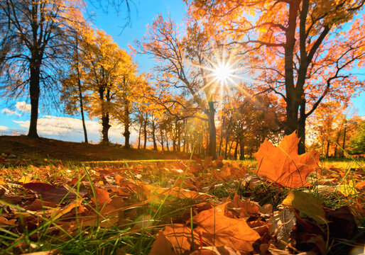 autumn park in leaf fall season, beautiful natural autumn landscape