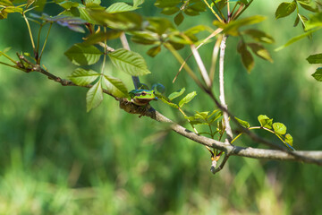Hyla arborea - Green tree frog on a stalk. The background is green. The photo has a nice bokeh. Wild photo