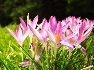 pink and white crocus