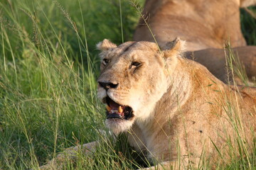 Portrait of a lioness resting with her pride members 