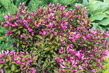 Obraz premium Purple flowers of the Weigela shrub in the garden.
