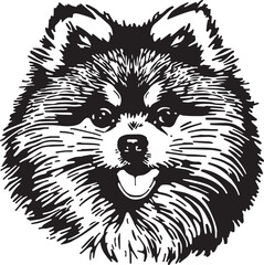 Pomeranian spitz dog vector illustration