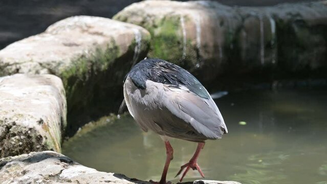 Nankeen Night Heron (Nycticorax nyctcorax L.)  classified as a water bird, 60cm tall, short neck, looks hunchbacked, black head, active at night, resting in trees during the day