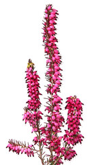 Bruyère Erica darleyensis	