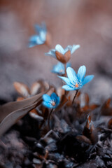 Przylaszczki, niebieskie wiosenne kwiaty, las z kwitnącymi przylaszczkami w słoneczny dzień