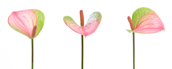 Fleurs d'anthurium blanc, vert et rouge	