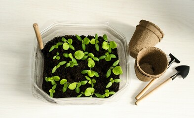 Small green eggplant seedlings in a plastic container on the table and accessories for transplanting the plant into a peat pot.  Concept spring planting.  Flat lay top view.