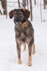  shepherd dog puppy full body photo on white snow background