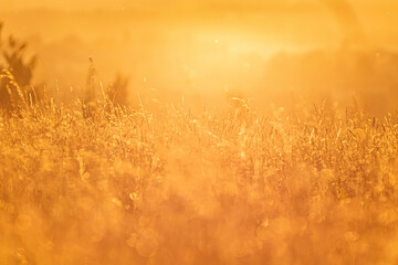 Abstract nature background. Meadow during sunset photographed very low above the ground.
