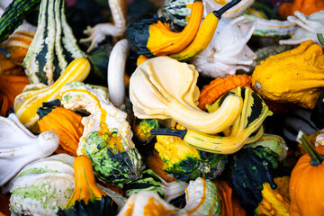 Autumn pumpkins and gourds in a pile after harvest