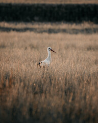 Obraz na płótnie Canvas stork looking sideways in the middle of a field