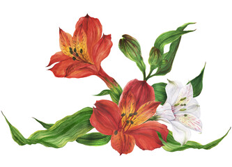 Vignette of red and white alstroemeria lilies. Romantic composition for weddings and Valentines Day. Watercolor illustration, frame for congratulations and invitations