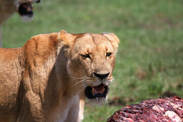 Lioness standing over a buffalo carcass looking into camera