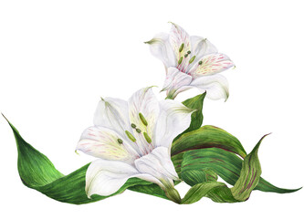 Vignette of white alstroemeria lilies. Romantic composition for weddings and Valentines Day. Watercolor illustration, frame for congratulations and invitations