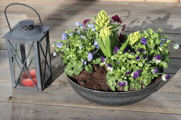 Sweden. The garden pansy is a type of large-flowered hybrid plant cultivated as a garden flower. 