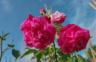 Fototapeta premium Pink rose flower close up on a bush. Selective focus. 