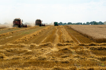 Naklejka premium A combine harvester is working in a wheat field. Seasonal wheat harvest. Agricultural industry. Cleaning and harvesting of silage. The process of harvesting from the fields. equipment in the field.