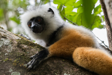 The Diademed Sifaka (Propithecus diadema) in Andasibe-Mantadia National Park, Madagascar Wildlife, Africa.