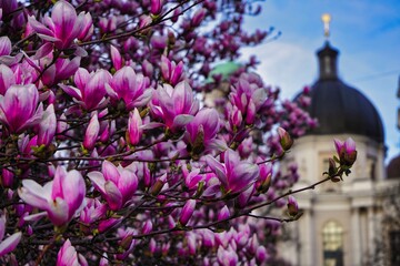 Naklejka premium Spring with magnolia tree in the city
