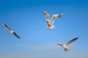Fototapeta na wymiar Seagulls flying near the sea, with the blue color of sky in the background