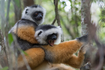 Obraz premium The Diademed Sifaka (Propithecus diadema) in Andasibe-Mantadia National Park, Madagascar Wildlife, Africa.