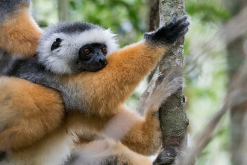 The Diademed Sifaka (Propithecus diadema) in Andasibe-Mantadia National Park, Madagascar Wildlife, Africa.