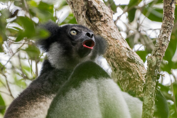 The singing Indri (Indri indri) in the rainforest of Andasibe-Mantadia National Park, Madagascar Wildlife, Africa.